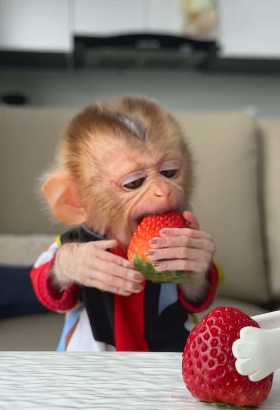 Kiki lunchtime 🍓 and macaron🍪#monkey #animal #unitedkingdom 