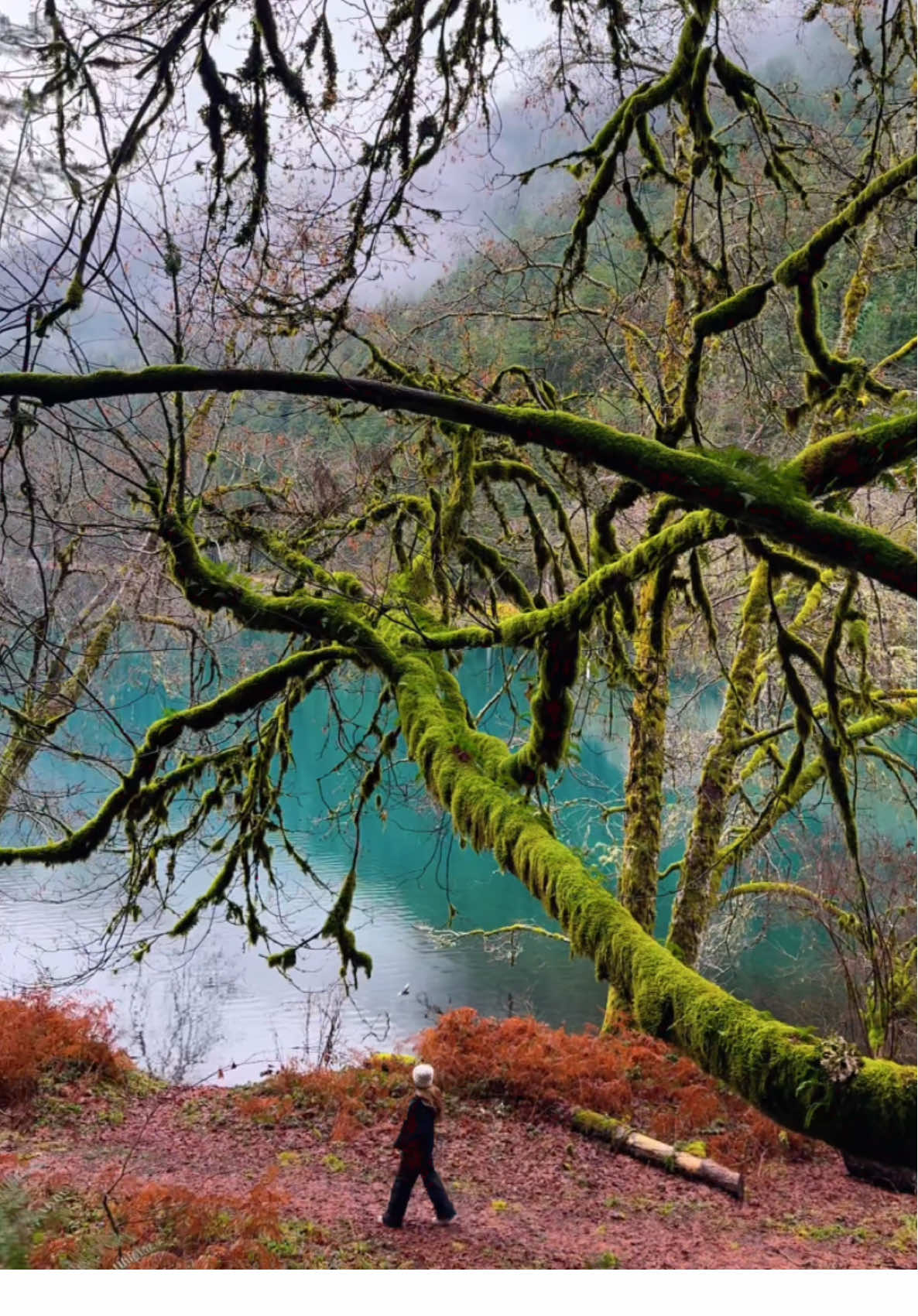 12.27.2024 #washingtonstate #olympicnationalpark #lakecrescent #hike #nature 