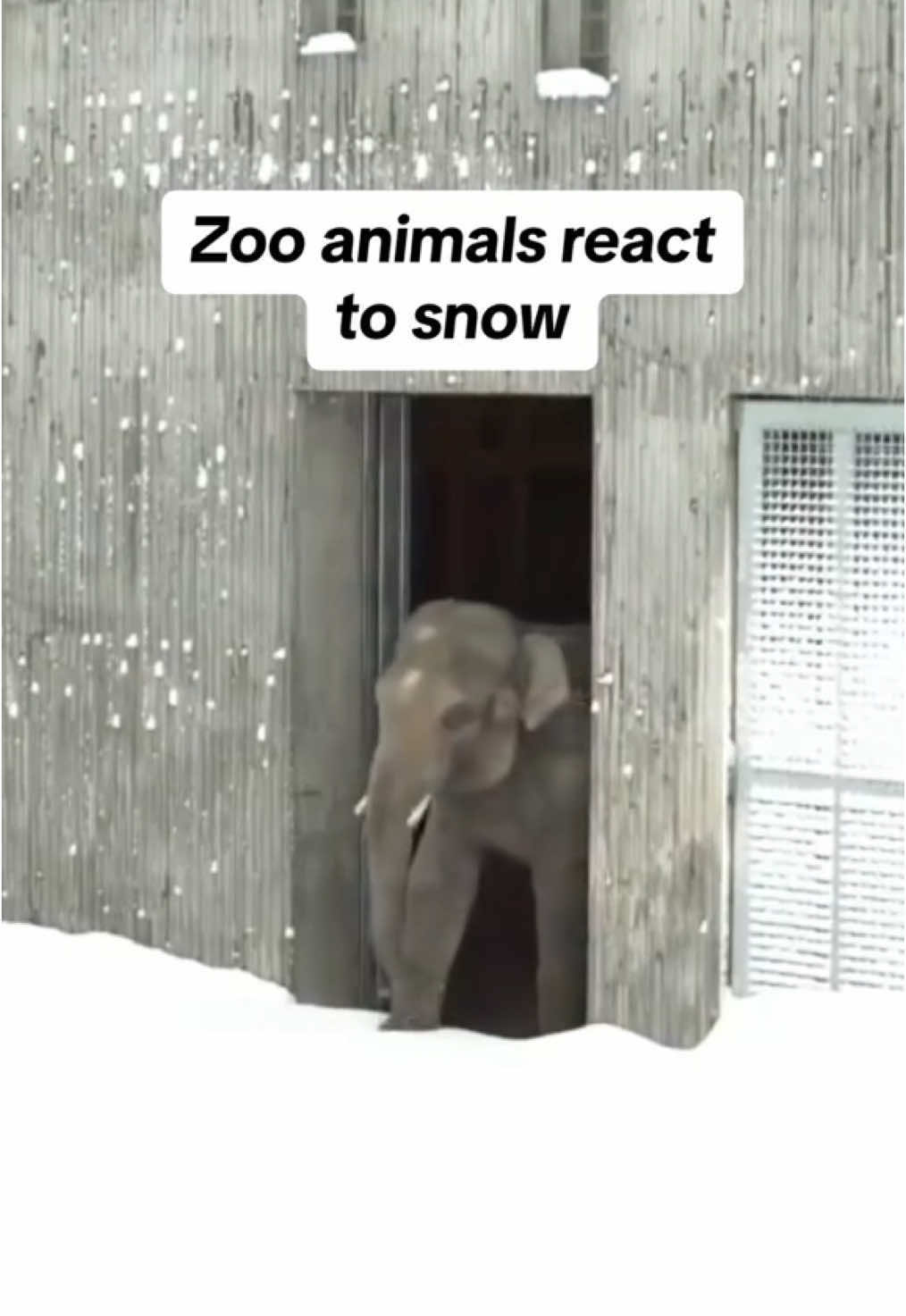 The elephant seemed so unsure at first 🥺 #snow #animals #zoo #christmas  📽️ @Oregon Zoo 