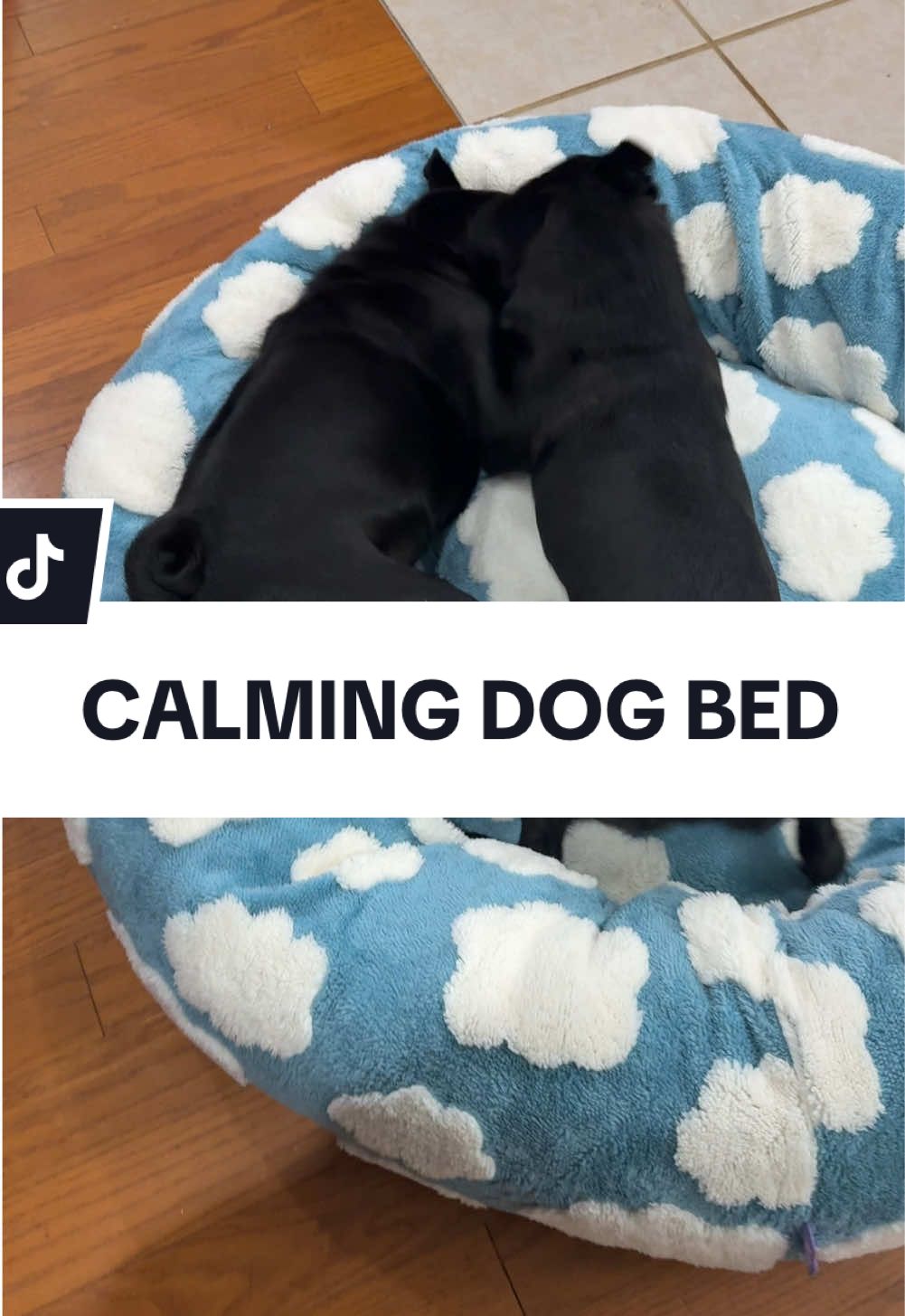 I got the large size dog bed and its purfect for my pups! Worth the hype for sure #lesure #dogbed #dogmomlife #dogbeds #calmingdogbed #sleepingdog #naptime #cutedog #smalldogs #dogmomaf  #washabledogbed #dogmom