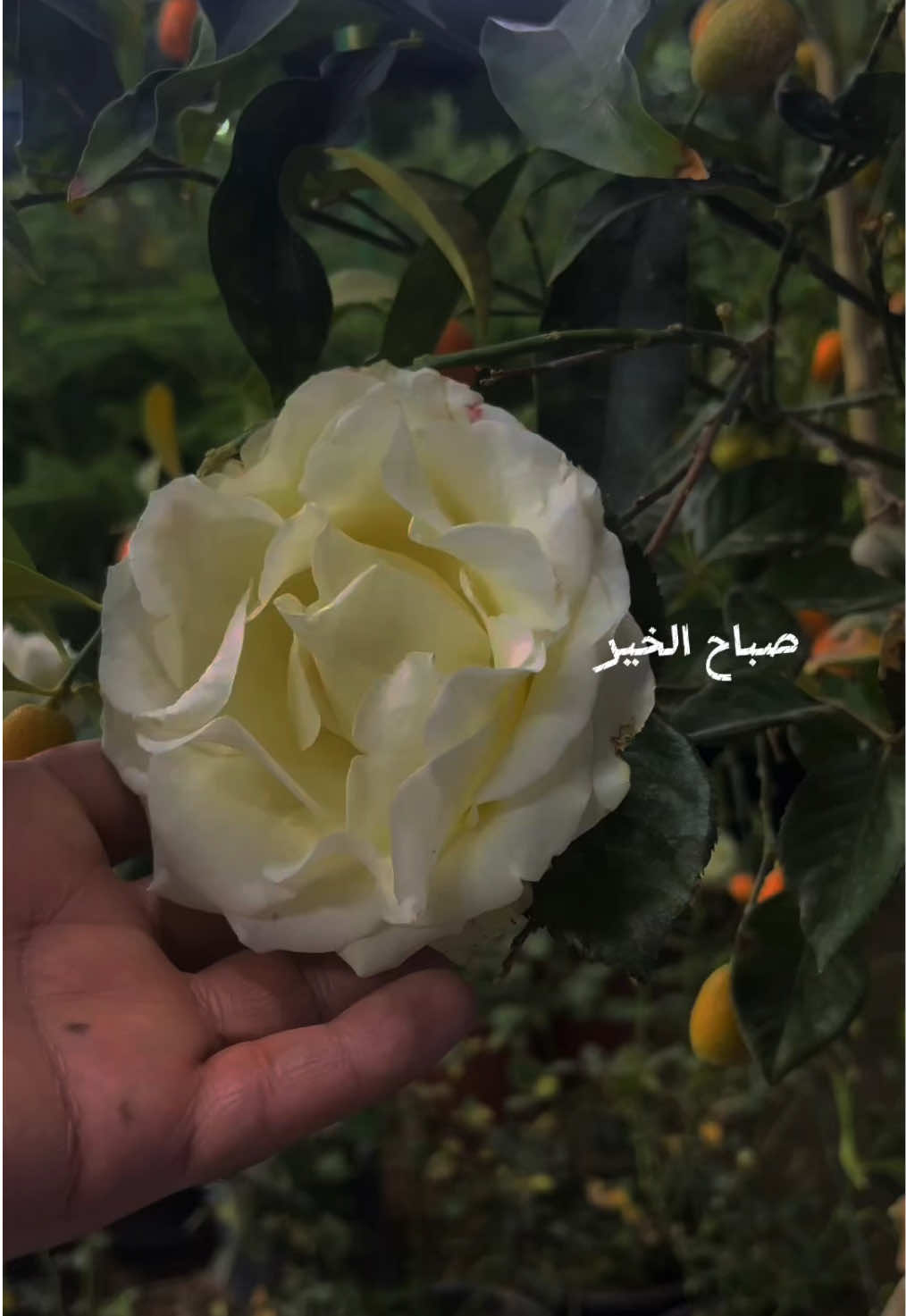 #صباح_الورد_و_السعادة_لاجمل_قلوب🌹🦋  #صباح_الخير #fyp #ترند #اكسبلور  #CapCut 