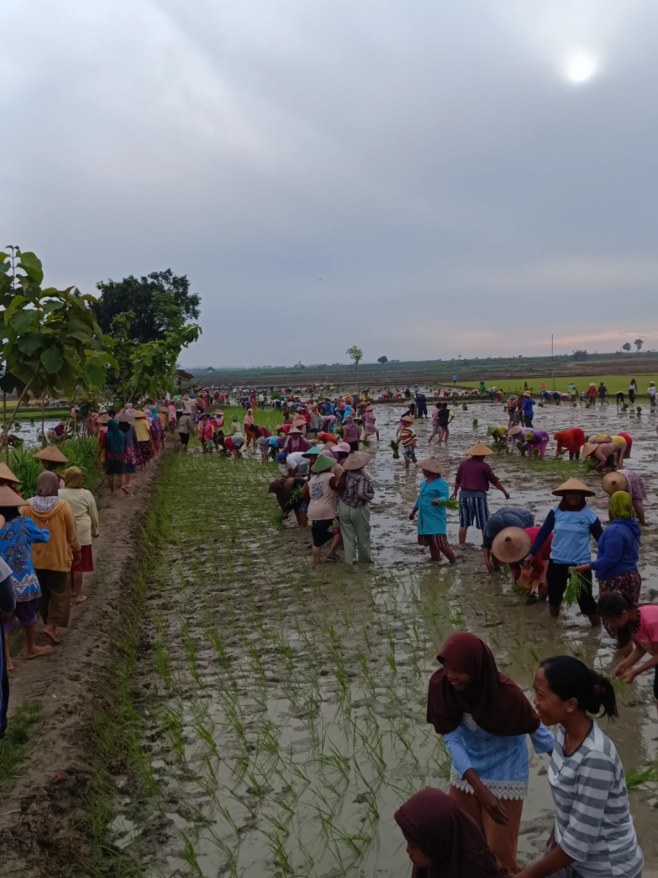 tandur 500 orang lebih 😯😯 Desa Palon Blora @blora_updates @Info Blora @infoblora.id @Ini Blora @Arief Rohman #blora #fypシ゚viral #fypシ #fyp #petani #petanimuda 