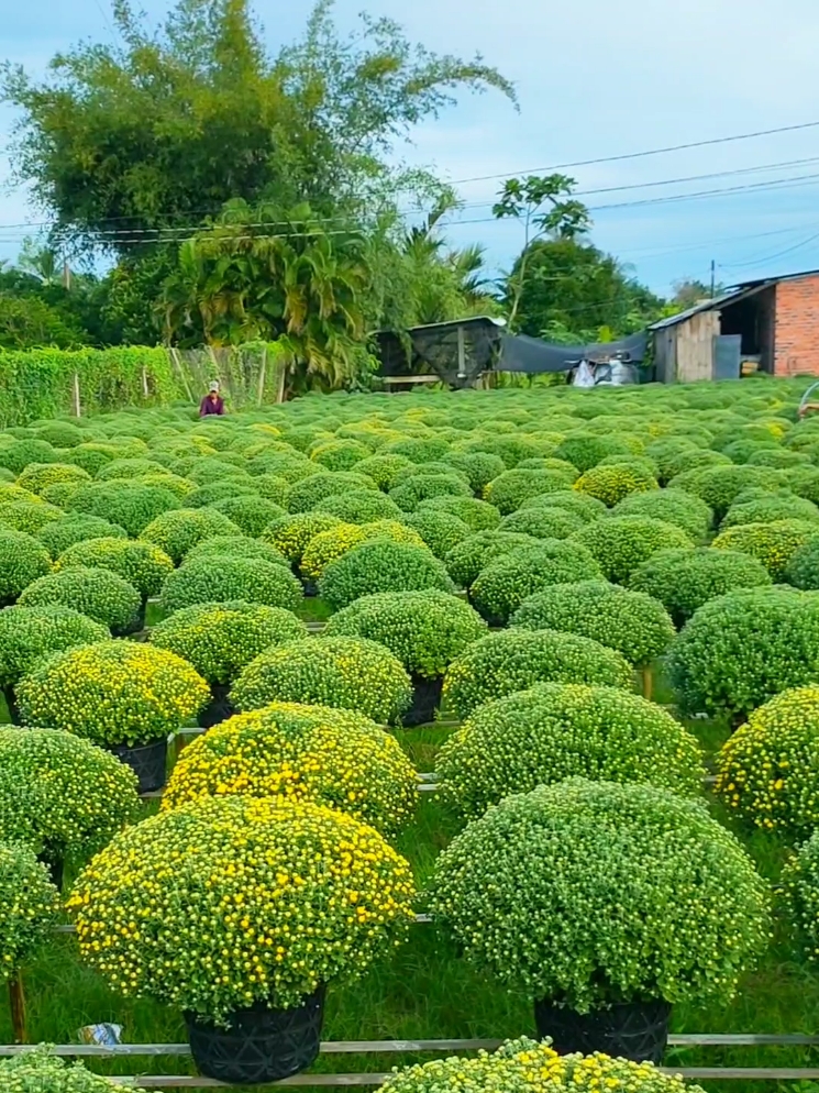 Nôn quá nôn rồi cả nhà ơi...#vietnamese #quehuongtoi #tuoithotoi #nhachaytiktok #nhachay #flowers #nhacnaychillphet #canhdepmientay #bentre71🌴🥥 #xuan2025 #têtdenroi #bentre #mientay 