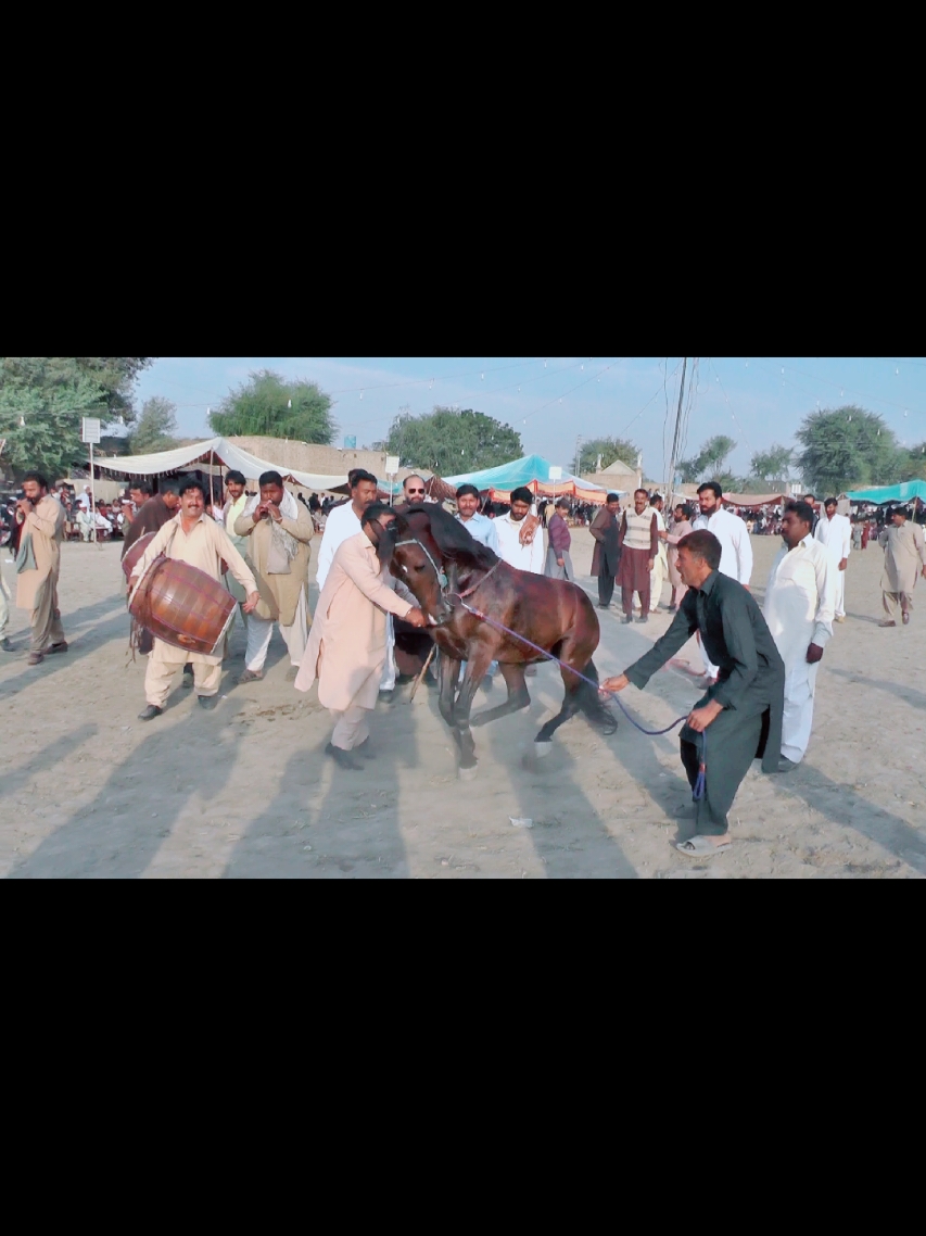 Sikandar l Horse l Ustad Zaka l Horse Dance Videos l Mela Ghulam Shah Luddan 2024#pakistan #culture #punjabrang #viralvideotiktok #2024 #viralvideo #luddan 