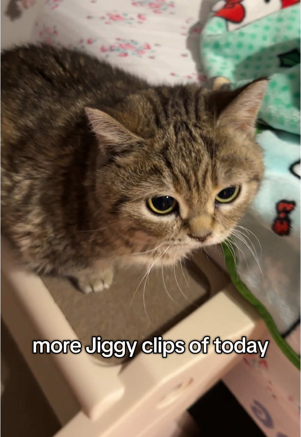 do you guys like the clip videos or the continous content 🧐 #jiggysmalls #dwarfcat #fypシ #jiggycat