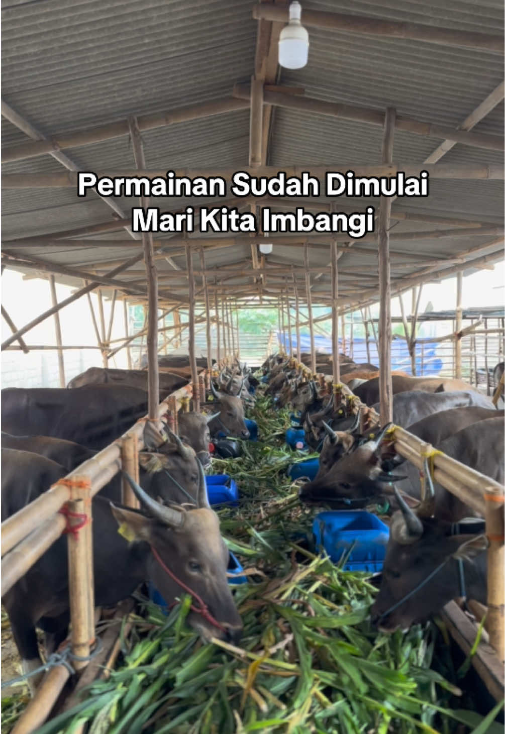 #sapi #cowin #peternak #peternakmuda #peternakmudaindonesia #farm #cow #farming #sapingamuk #prabowo #riau #lampung #sumbawa @Hauwwen 