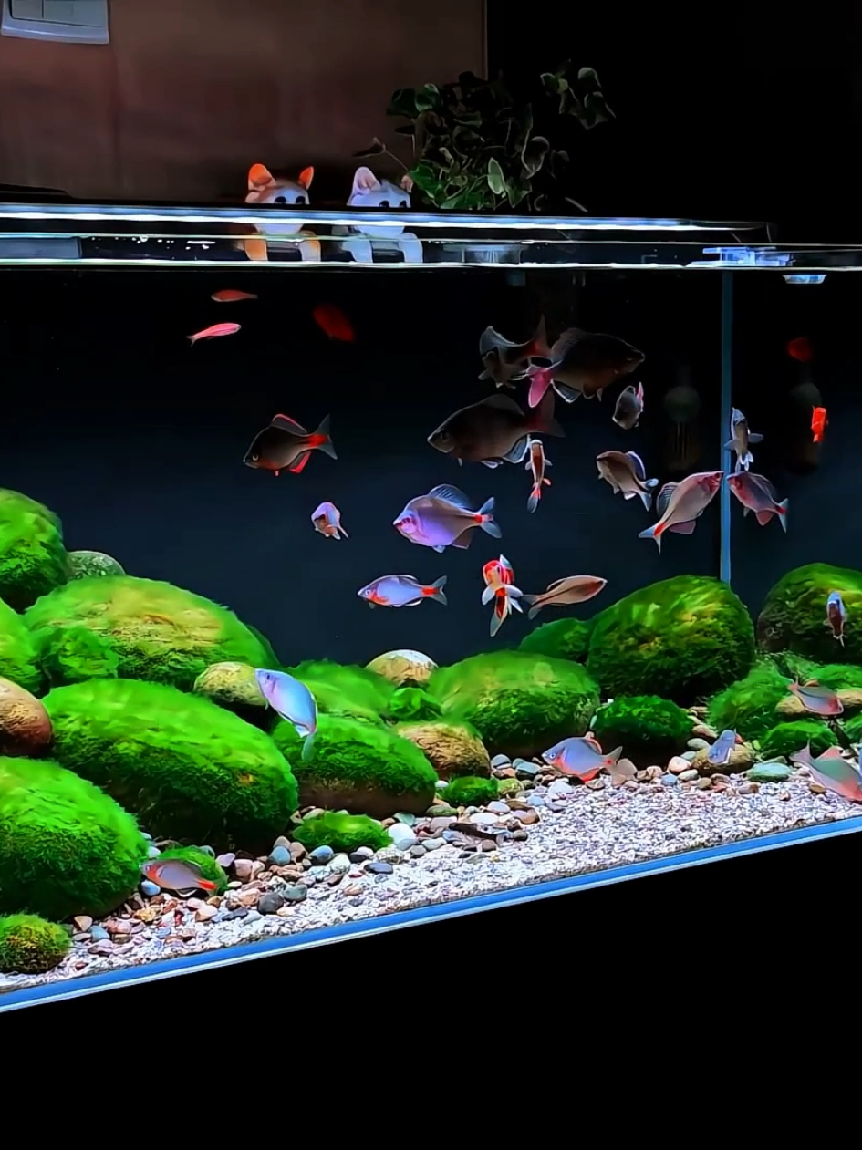 Perpaduan aquascape yang memukau dan ikan hias yang menari, menciptakan surga kecil di rumahmu. 🌊✨ #aquarium #hobby #keepers #aquascape #aquascapeindonesia #ikanhias #aquascaper 