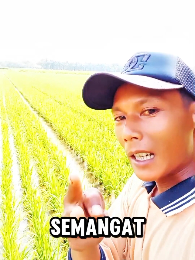 cara bertani padi untuk pemula #petanimuda  #petanipadi 