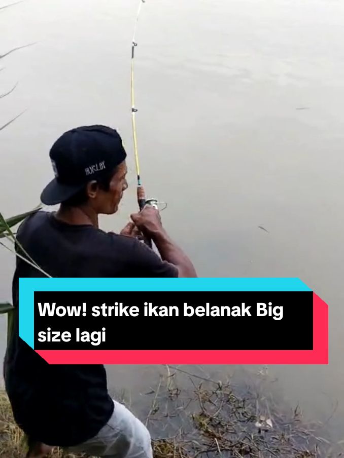 Strike ikan belanak/ikan mangse JUMPUL, Big size, tarikan mantap  #mancingbelanak #mancingmania #fishinglife #strike #fyppp #masukberanda #ikanbesar 