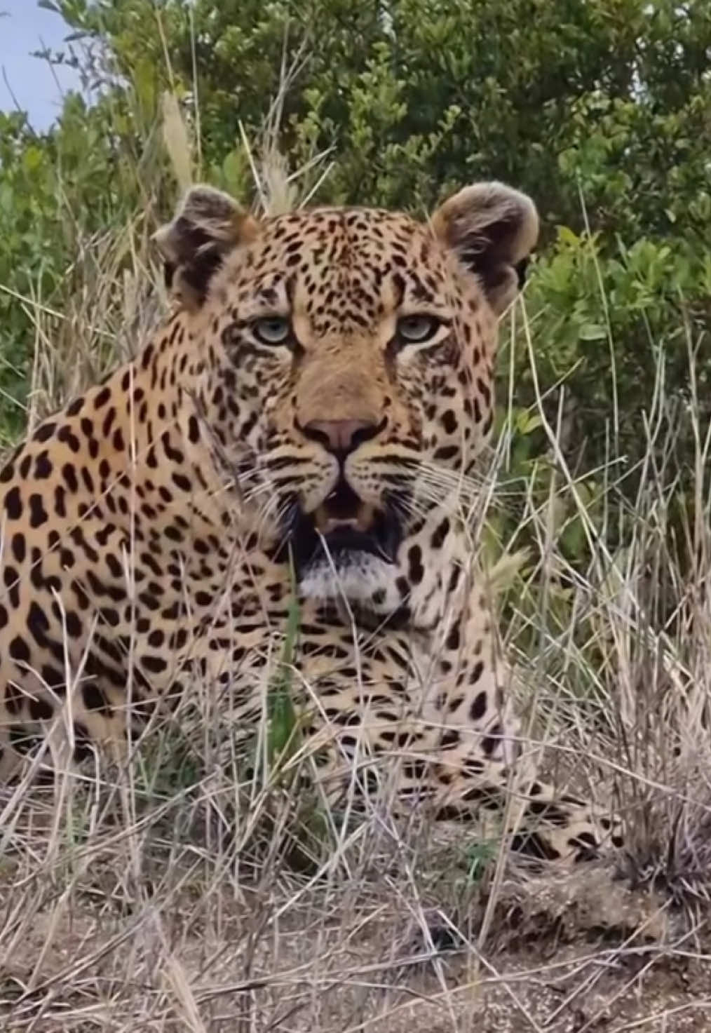 Absolutely stunning!  #elleafricasafaris #elleafricasafari #safari #gamedrive #wildlife #africanwildlife #leopard 