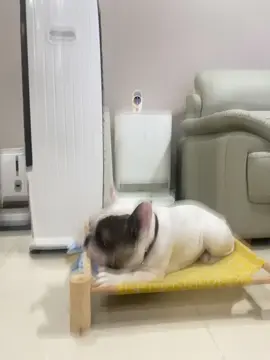 Ảnh đáng yêuuuuu😍😍😍#Muối #bullphap #bulldogfrances #fypシ゚viral #funny #CapCut 