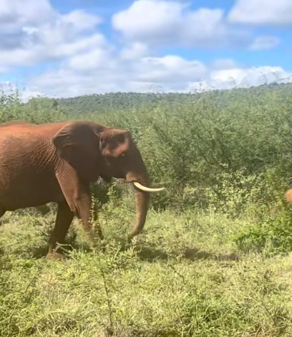 Absolutely magical memories of a lifetime , for these wonderful kids on Safari 🤭😘🐘🐘🐘🐘 #elleafricasafaris #elleafricasafari #safari #gamedrive #wildlife #africanwildlife #elephant 