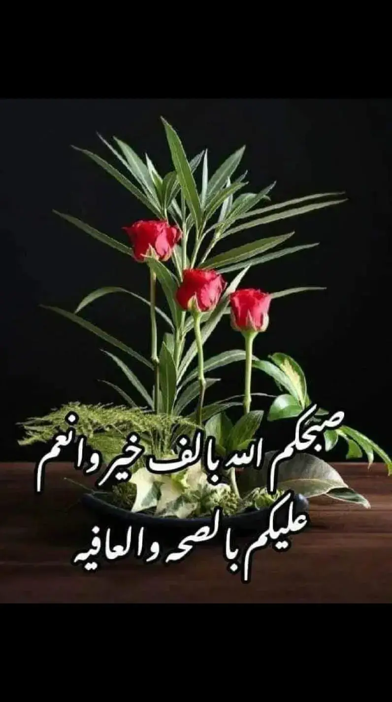 #صباح_الخير#صباحكم_أحلى_صباح #🌹🌹🌹🌹🌹🌹🌹🌹🌹🌹🌹🌹 