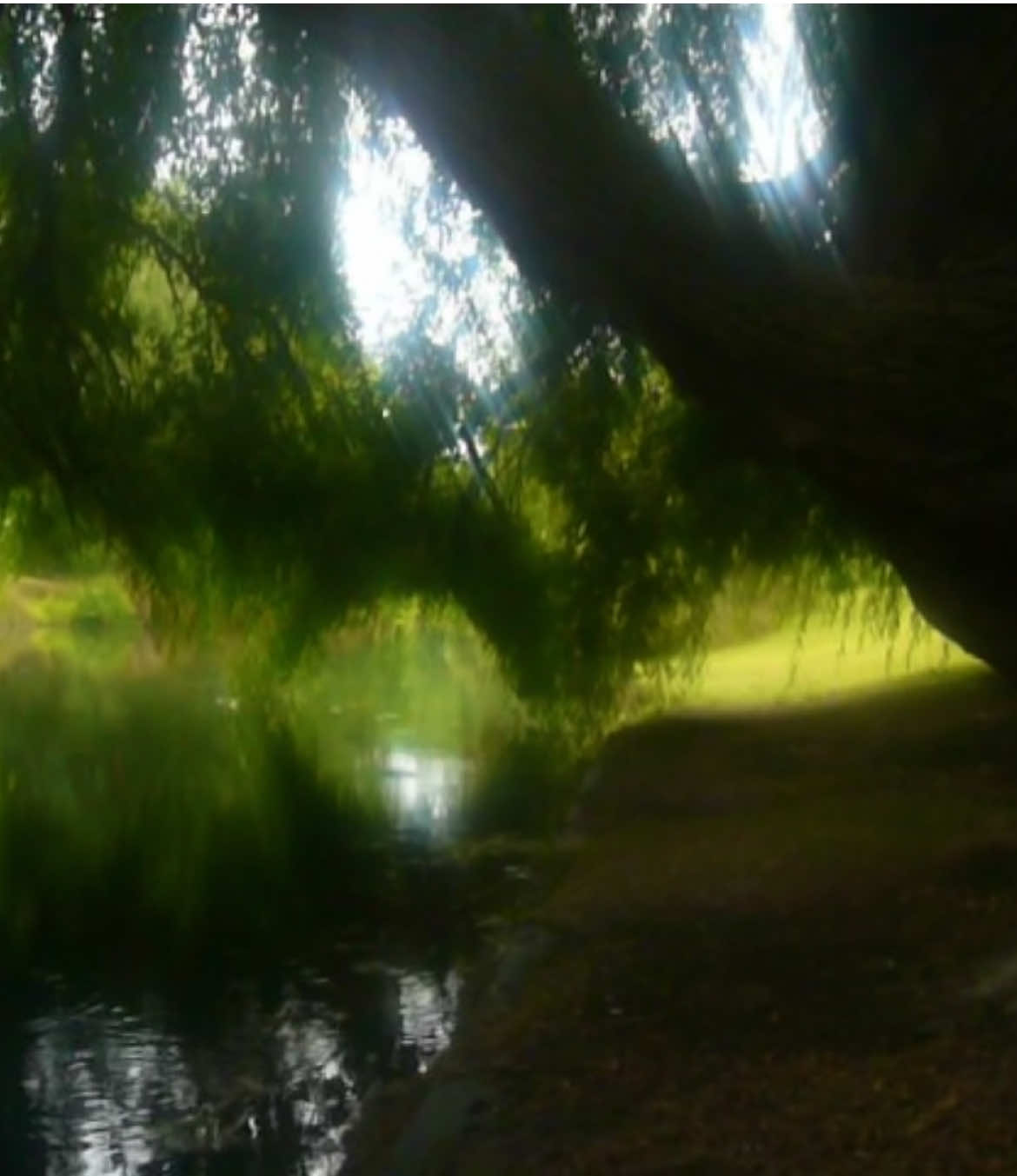 #digicam #digitalcamera #pointandshoot #oldcamera #videodiary #nostalgia #memories #early2000s #christchurch #creek #river #trees 