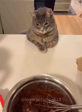 Cat’s shocked face #cat #cats #foryou #catsoftiktok #funny #funnycat #fpy #pet #catlover 
