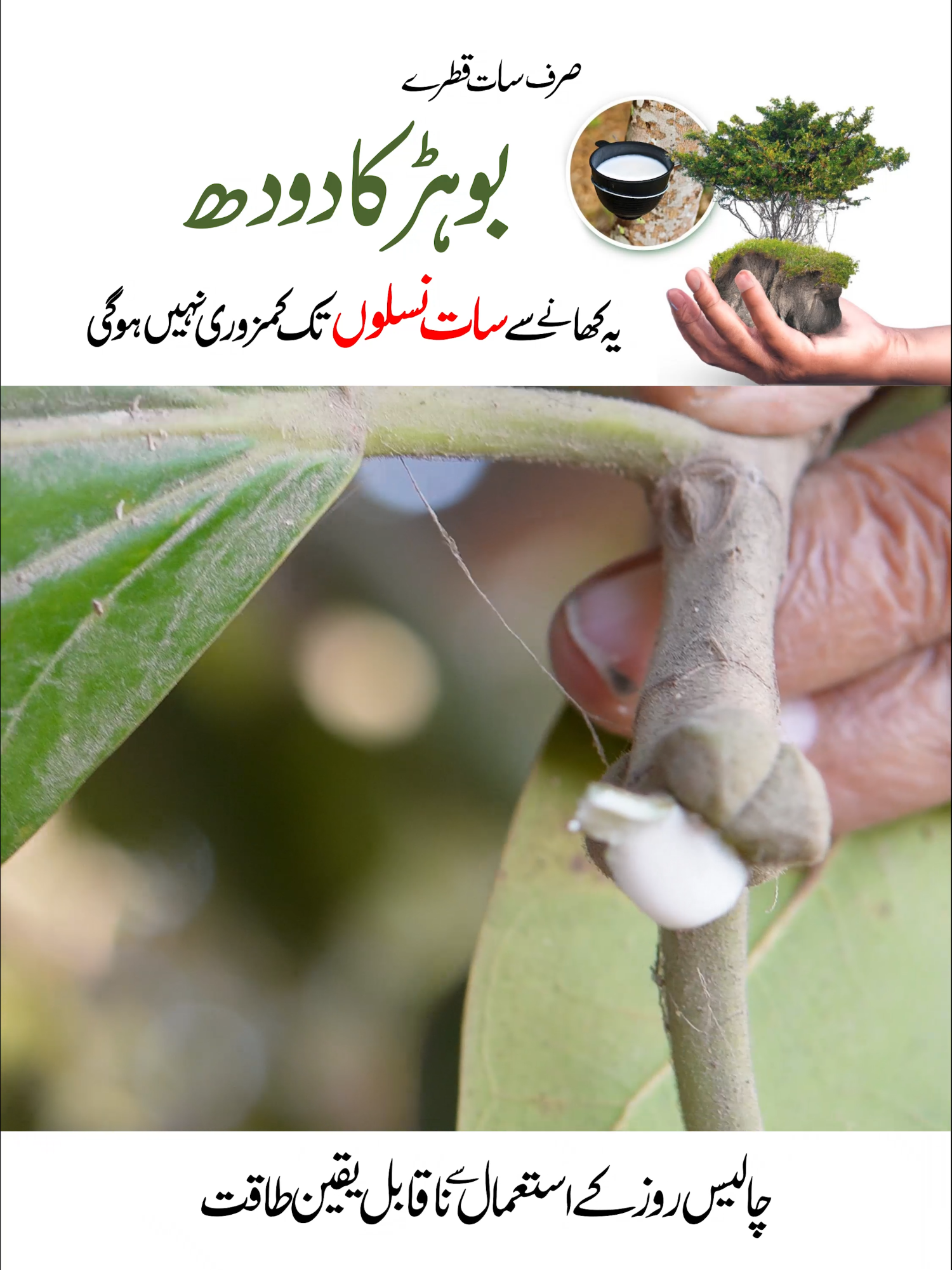 Baba Jee Ka Kamaal Ka Nuskha: Bohar Ke Doodh Ka Istemaal Aur Shandar Taqat! #BoharKeDoodhKaNuskha #HerbalRemediesForEnergy #DesiIlaaj #TaqatKaNuskha #HerbalTreatmentForWeakness #BabaJeeKaSpecialNuskha #NaturalRemedies #DesiHerbalTips #BodyStrengthRemedy #EnergyBoosterRemedy