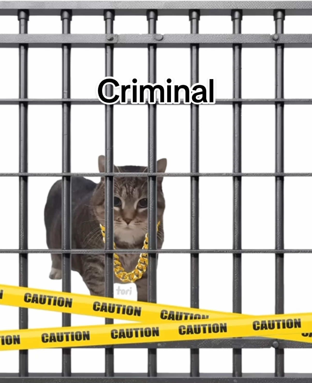 uia criminal ⚠️ #cats #gato #ozuna #nattinatasha #criminal #reggaeton #fyp  