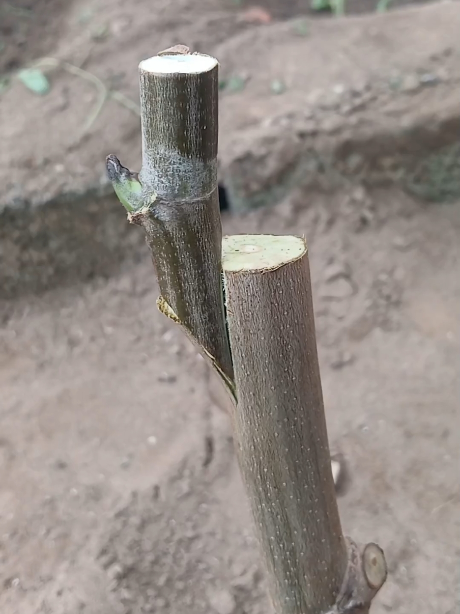 grafting techniques  #المغرب🇲🇦تونس🇹🇳الجزائر🇩🇿  #france🇫🇷  #grafting_techniques 