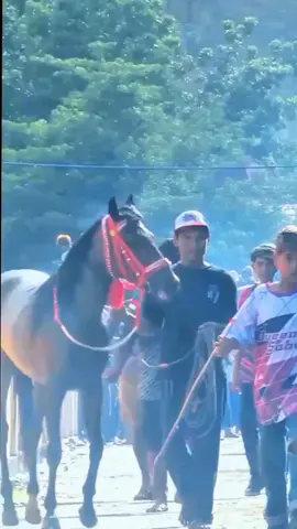 QUEEN SAHARA 🌹🔥 Si kuda cantik dan fenomenal memberikan tontonan menarik di semifinal tadi #pacuankuda #pecintakuda #horserace #pacuankudantb #fyp