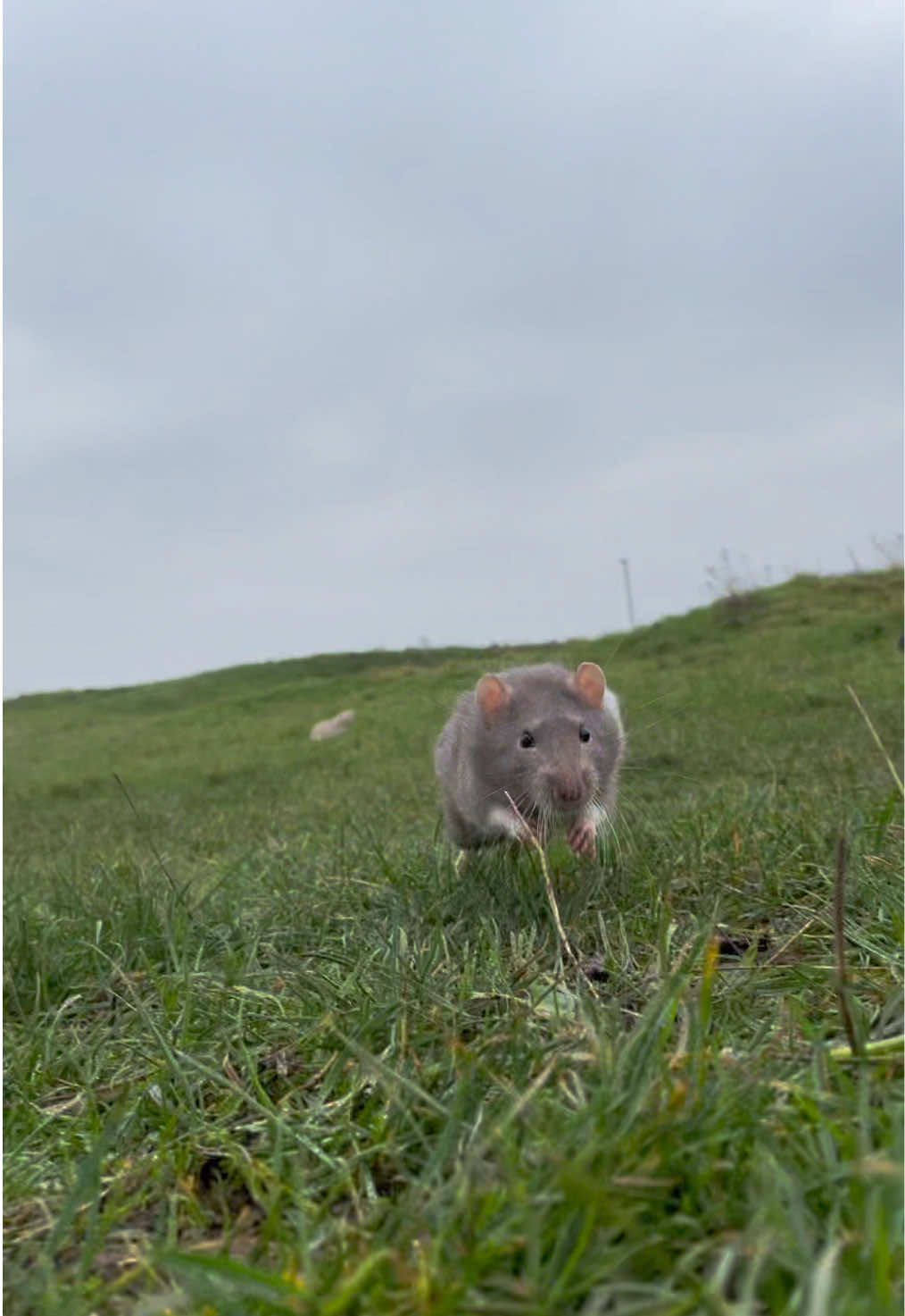 8 male rats and a new camera angle “extra low” #rats #pets #animals 