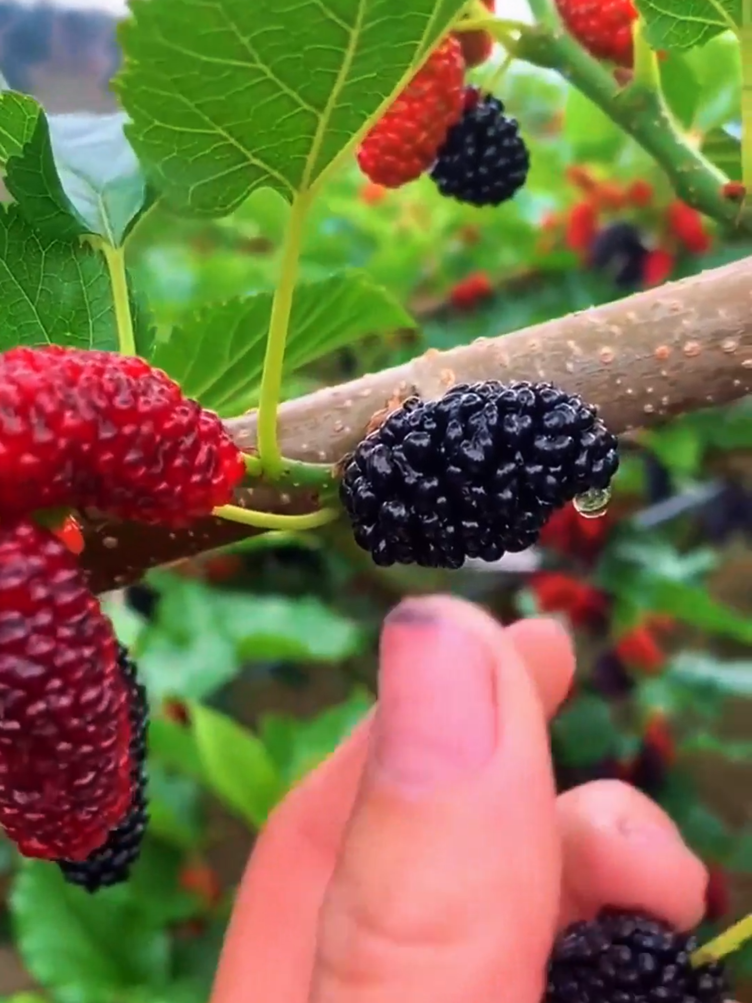 Black dried mulberries are a tasty and nutritious snack. They are rich in vitamins, minerals, and antioxidants. You can enjoy them on their own or add them to cereals, yogurt, or trail mixes for a sweet and healthy treat too! #dried #fruit #blackmulberry #mulberry #trendingvideo #videoviral #fyp #driedmulberry #3ffood #softdried #HealthySnacks #driedfruits #snack