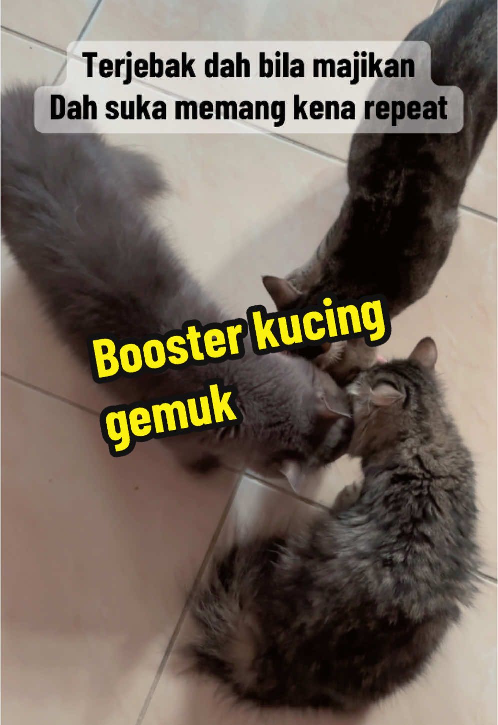 Ingat 1 kg rupanya 500g pun dah bnyak boleh makan 3 bulan ni #booster #boosterkucing #boosterkucinggemuk