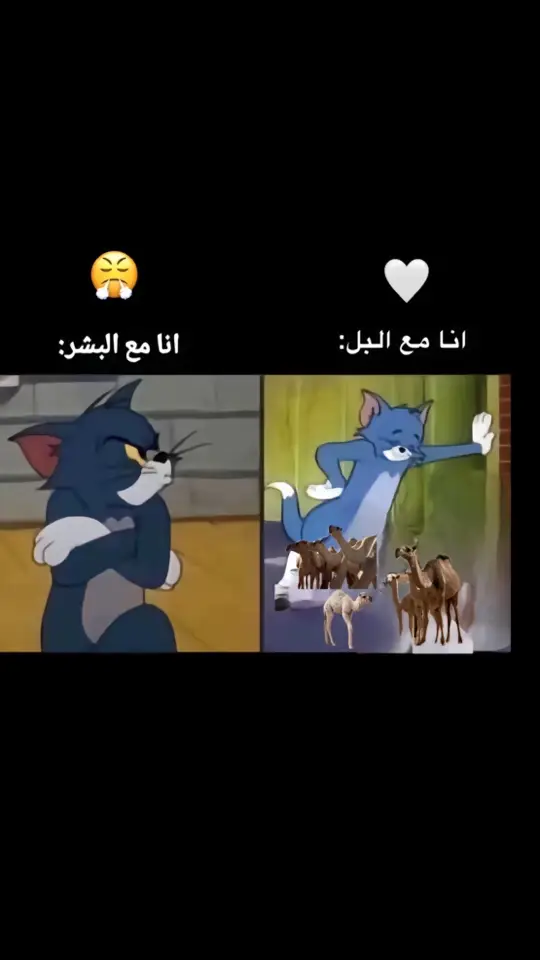 #الهجن #تبوك 