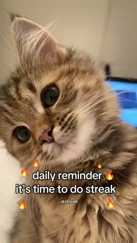 streaks!!!🔥 #streak #cat #catsoftiktok #streakreminder #streaks #streaksaver🔥🔥🔥🔥🔥🔥🔥 