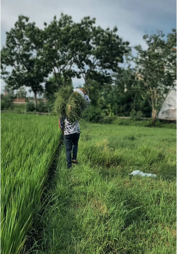 Langsir jarakjauh😁#CapCut #fyp #sobatngaret #peternak #peternakdomba #peternakmuda #peternakindonesia #peternakansapi #peternakankambing #peternakandomba #deliwafastore #video #fypシ #viraltiktokz #rumput #domba #kambingetawa #kambingqurban #kambing #yogyakarta