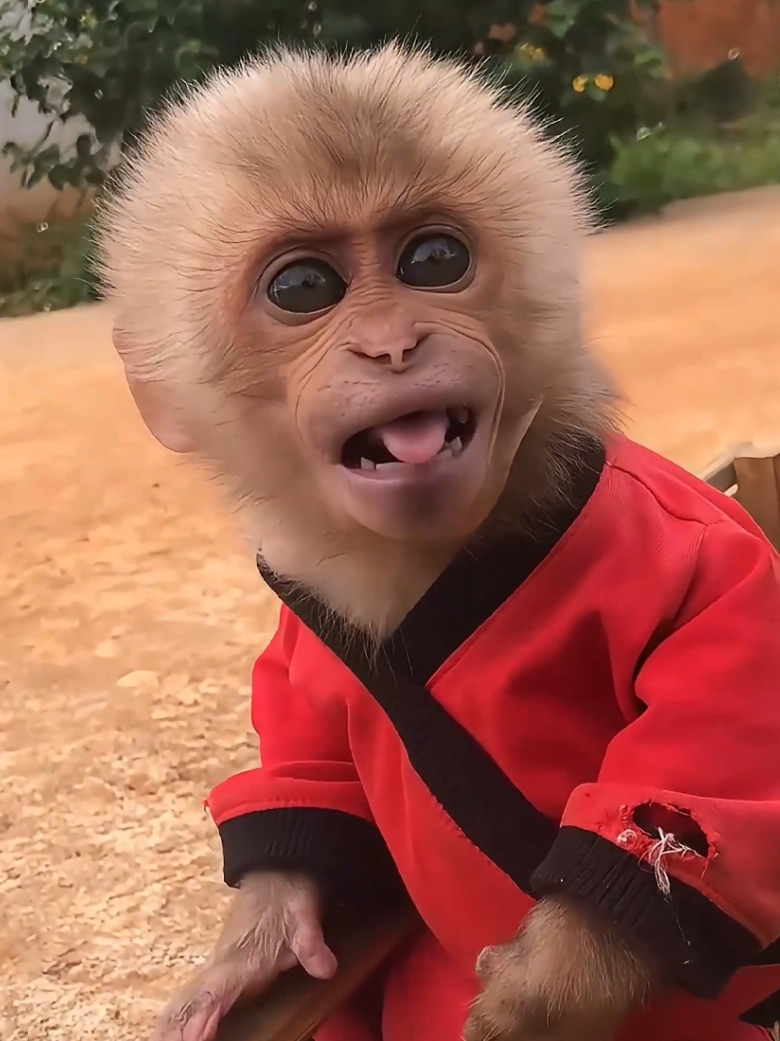 Cute monkey harvest fruits. #babymonkey #cutemonkey #monkeysoftiktok #monkeydluffy #monkey 