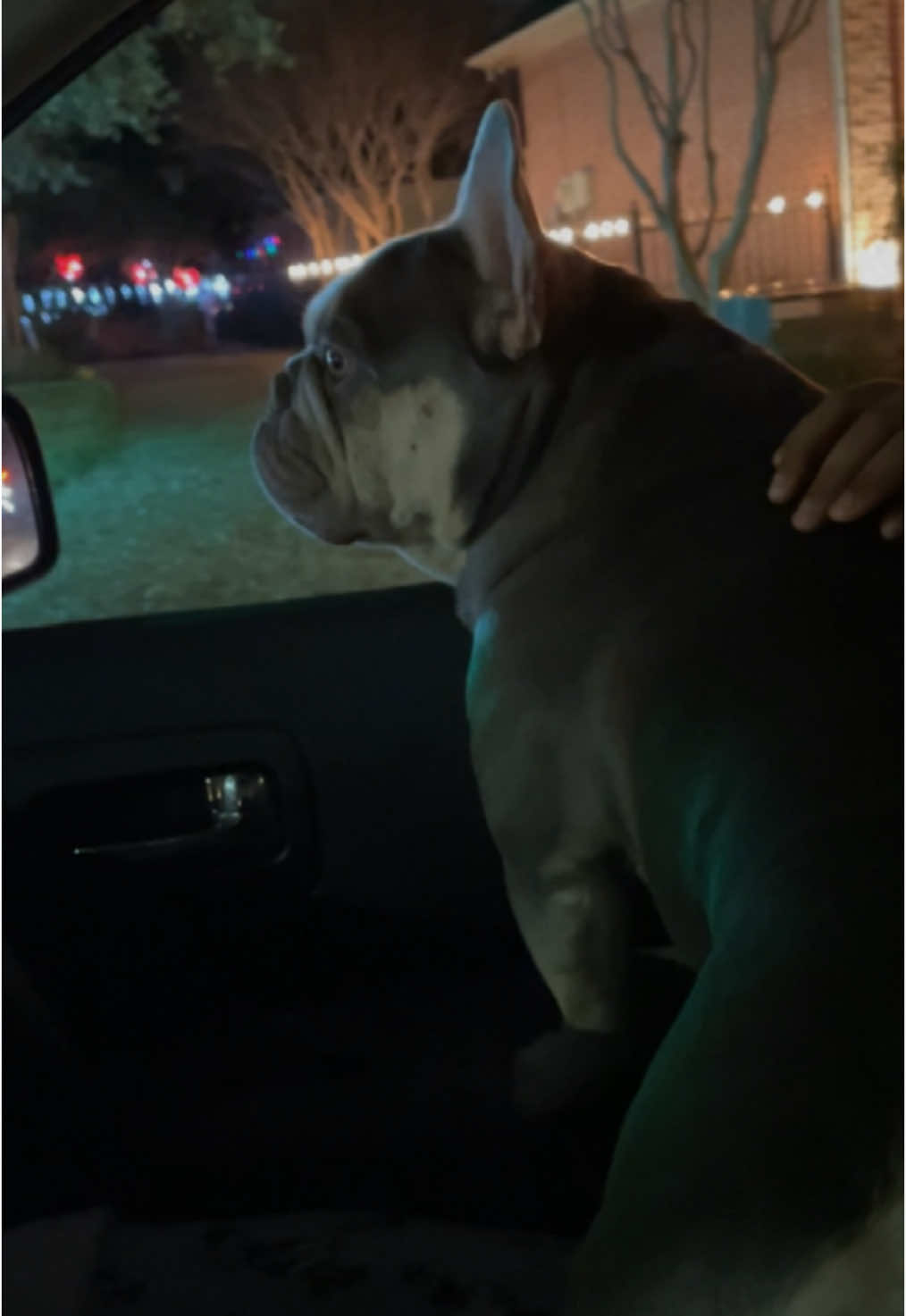 10/10 they definitely enjoyed all the lights! #fyp #foryoupage #dogsoftiktok #pettok #dogmom #americanbully #frenchie #frenchietok #christmaslights #christmas2024 #PetsOfTikTok 