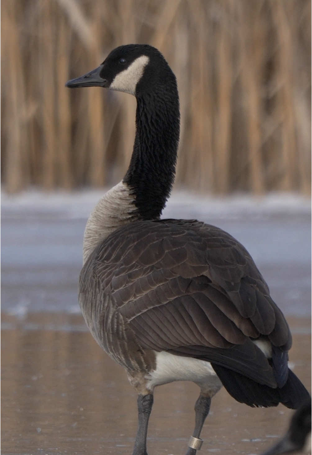 Canada goose just showing off on the ice !!  - - - #goose #geese #canadagoose #waterfowl #waterfowlseason #waterfowlhunting #wildlife #wildanimals #gooseseason @AF Waterfowl @EZ DEKES INC. @Ducks Unlimited @Banded Hunting Gear 