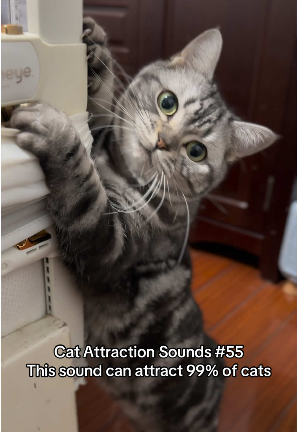 Did your cat react to this sound?😺🎵 #catsoftiktok #catsounds #catsong #meow #catnoises #catcalling #catreaction #kitty #creatorsearchinsights 