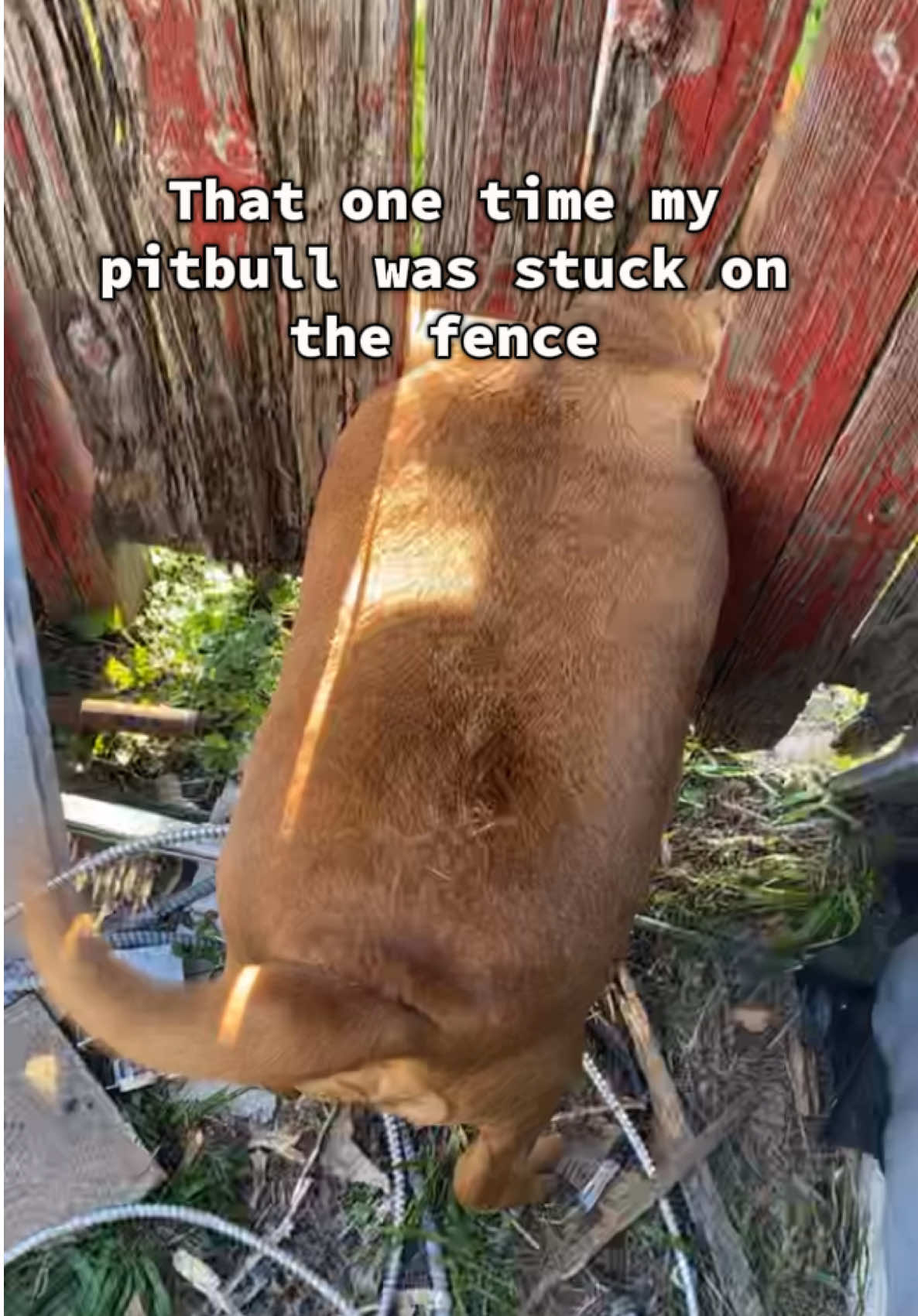 Canelo was having the time of his life though #pitbull #pitbulls #pitbullsoftiktok #dogproblems #dogfunny #sheila #fyp #fypシ 