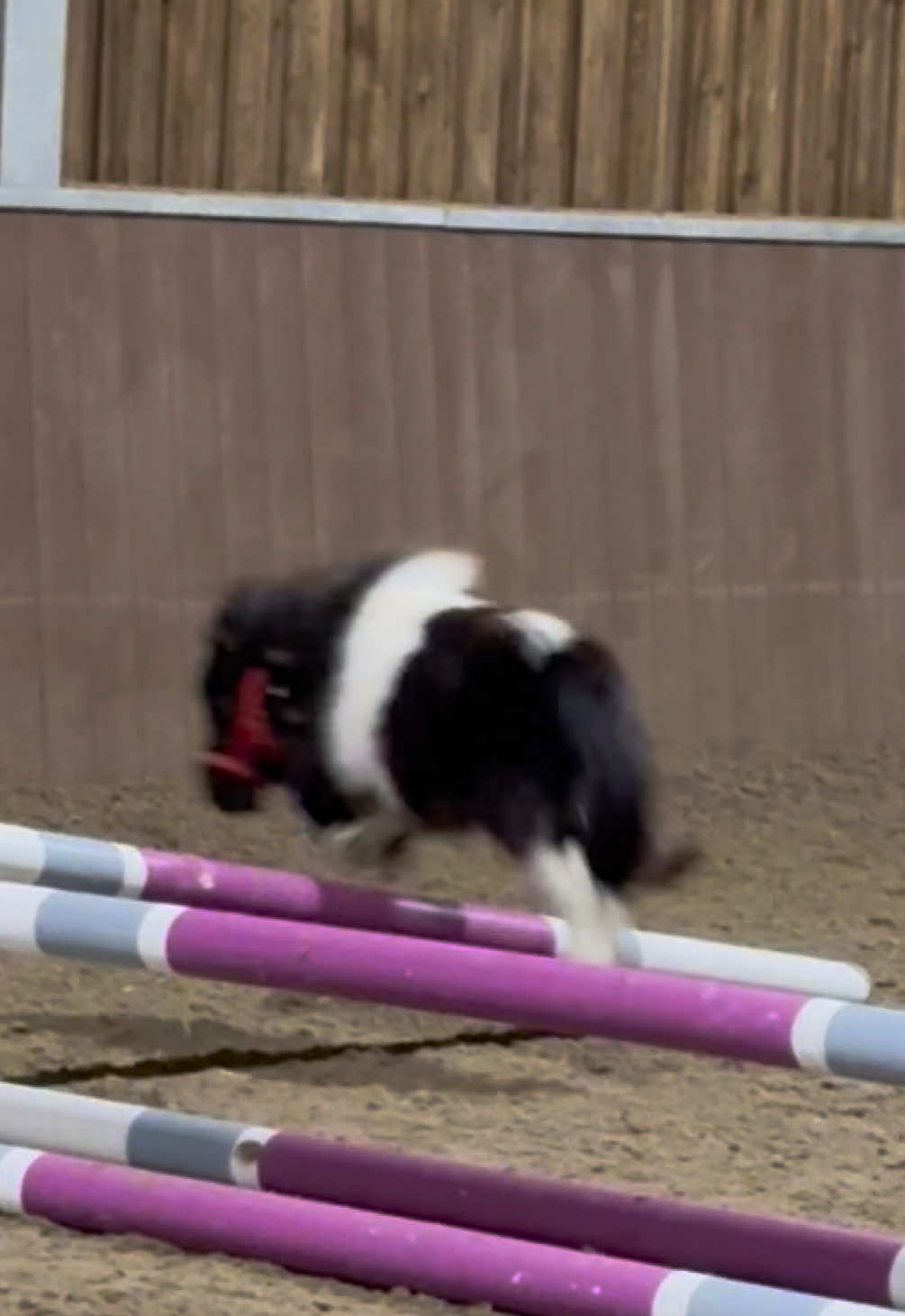 It’s that weird time between Christmas and new year but Ozzy is staying motivated and is ready to take on 2025, and will never let anything get in his way💪🏻💪🏻💪🏻 #OzzyTok #miniaturehorses #newyearnewme #smallbutmighty #majestic #dreambig #fyp #believeinozzy #jumpinto2025 