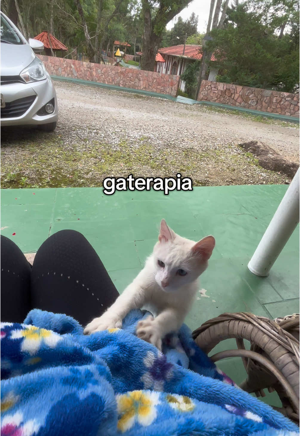 Esse gato é uma graça! #gato #gateira #terapia 