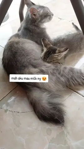 egia nya  lucu imut awalny datang tak di undang ga terasa skr dah baranak 3 tapi sayang 2 m..i,😢dia sedih donk😭ini sisa 1 moga bisa sampai gede,tp dah di uber lagi sm kucing lanang hadeuuh #kucing #kittun #lucu #hewan 
