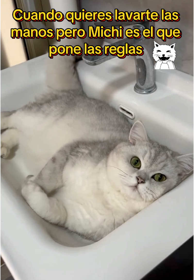 #cómico #gracioso #funnyvideo #funnymoments #funnymoments #funnytiktok #gatoslocos #gatos #cats #catslovers #mascotas #teamwork #gatofeliz #pets #gatosfelices #Miami