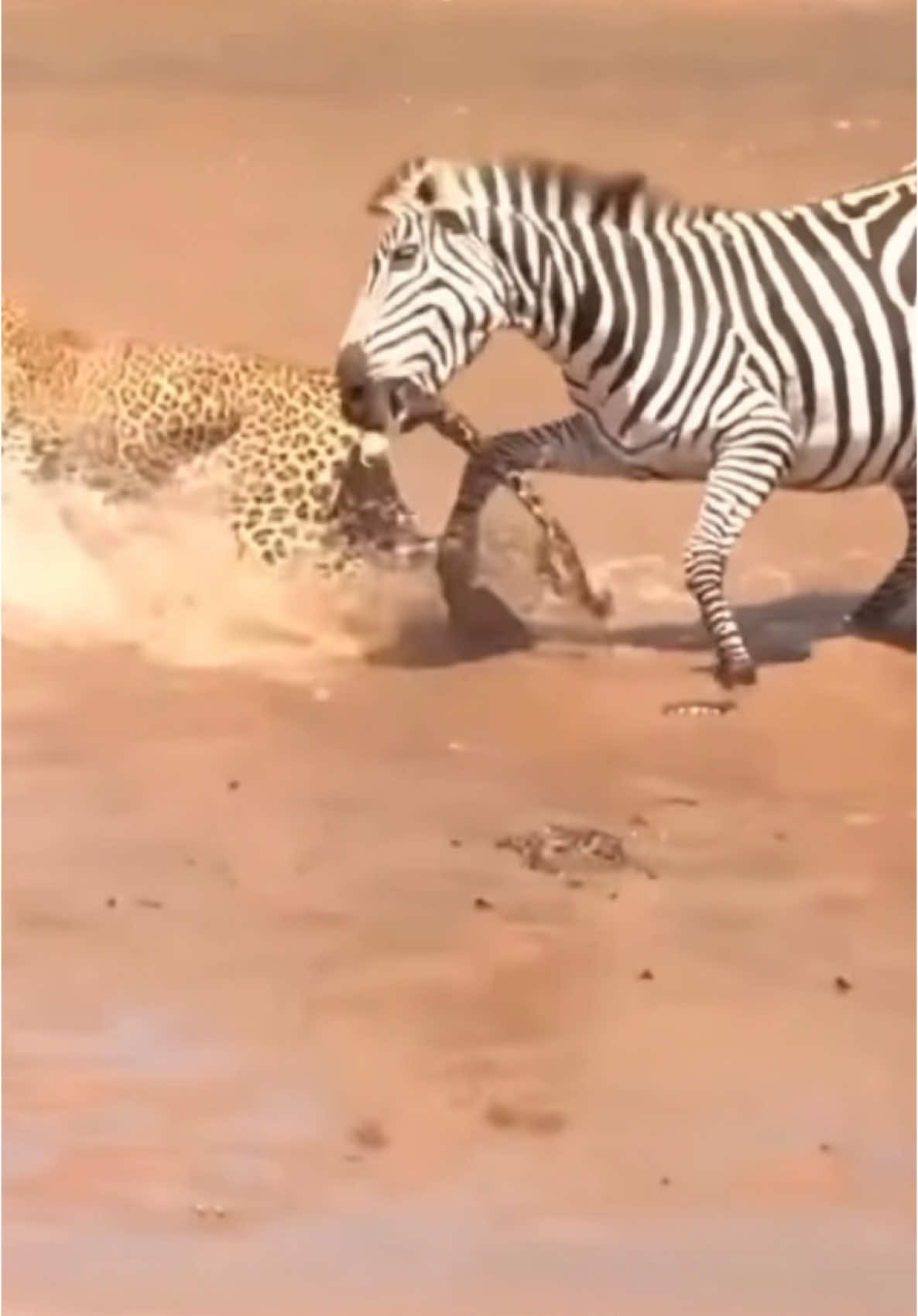 Leopard attack zebra baby  @Wildlife Tanzania 🇹🇿 