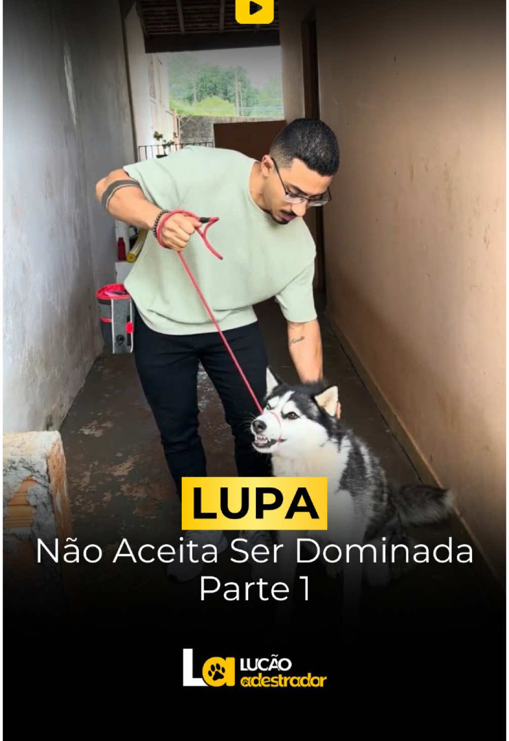 Não aceita ser dominada! Você também tem um cão teimoso na sua casa? Comenta aqui 👇🏻 #cabresto #husky #huskysiberiano #caes #pet #siberiano #guia #adestramento #botucatu #sp 