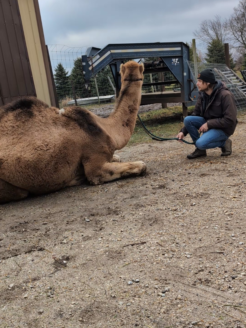 camel sitting! #livestock #pet #camel #fyp #animallover #animal #farmlife #wildlife #camelsoftiktok #animalsoftiktok #cameltok #fyp #camel #