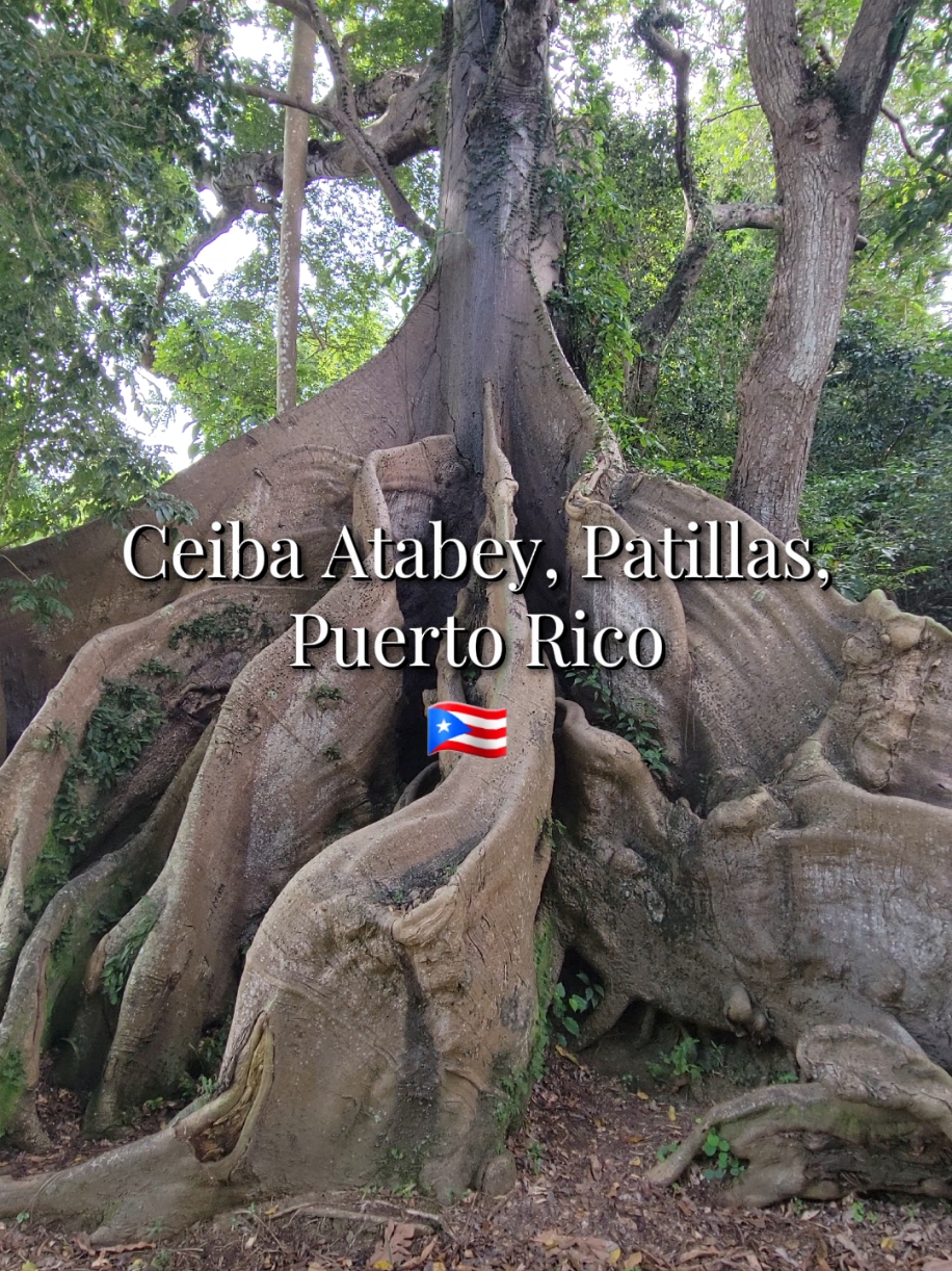 #🇵🇷🇵🇷🇵🇷🇵🇷 #patillaspuertorico #puertorico #ceibaatabey400años #