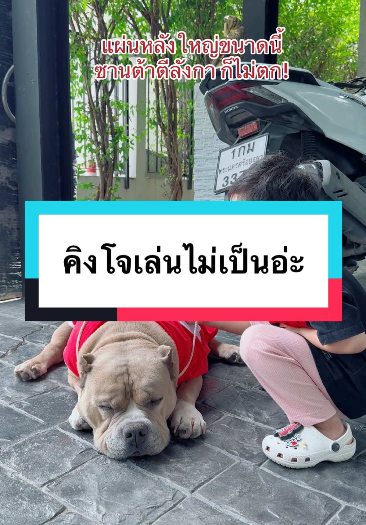 เดี๋ยวซานต้าตก🎅🏻🐶 @แม่ฝนของคิงโจ | 316.3K 🌥️  @แม่ฝนของคิงโจ | 316.3K 🌥️  @แม่ฝนของคิงโจ | 316.3K 🌥️  @KINGJOE789 @CEO KEWL SHOP  #แม่ฝนของคิงโจ #คิงโจ #kingjoe #woodaon #ลูกครึ่งไทยเกาหลี #บ้านฉัน #สวนสัตว์tiktok #christmas 