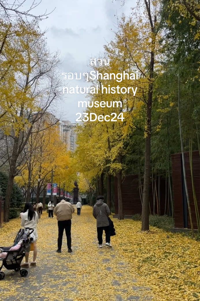 สวนรอบๆShanghai natural history museum  #เที่ยวเซี่ยงไฮ้ #ใบไม้เปลี่ยนสี#shanghai#Shanghai natural history museum 