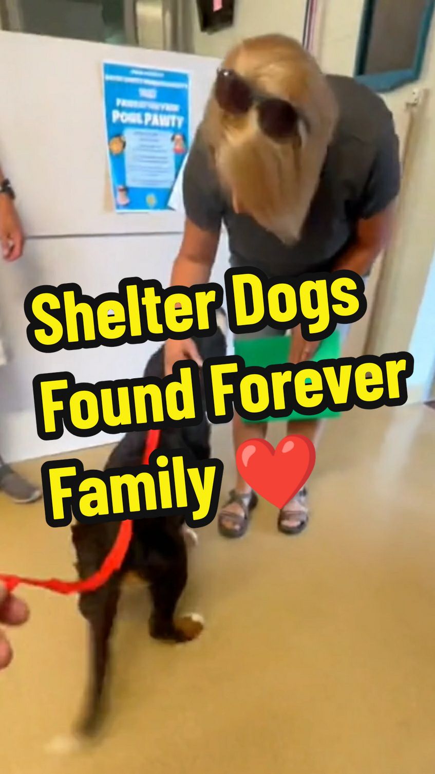 Shelter Dog Get Adopted ❤️ || Heartwarming Moments 🥺 #dog #dogsoftiktok #doglover #doggo #dogtok #puppy #shelter #shelterdog #adopted #adoption #adopt #heartwarming #emotional #wholesome #moments #fyp #foryoupage 