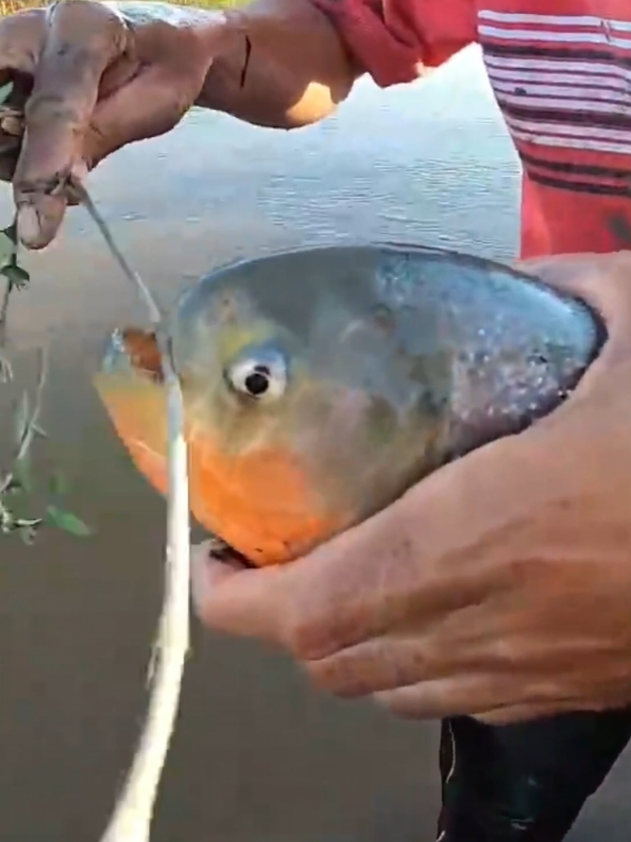 CORTA MIL VEZES MAIS QUE UMA FACA #FISH #VIRAL #FISHING 