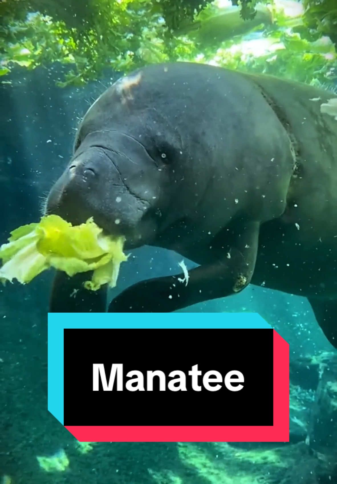 Discover Manatee 🐮 a very cute pet breed 😍