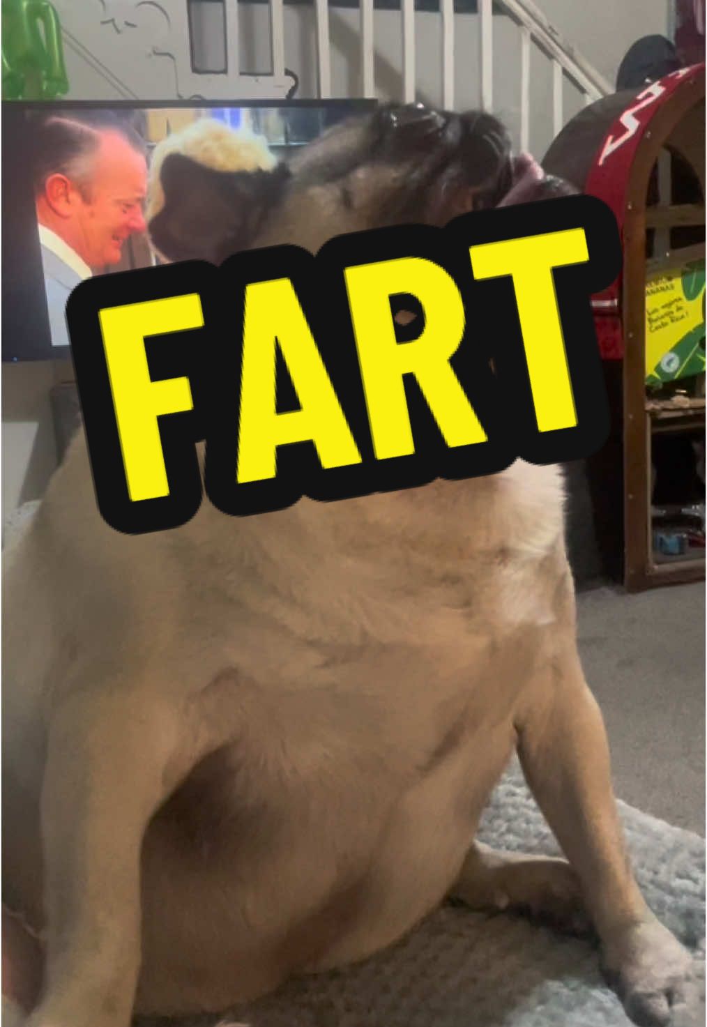 Fart For an angel Busta rhymes Take me away It’s oh so quiet Thankyou Mabletheangel December stat pug#pug #CapCut #fyp #funny #teeth #mrneast #ewok #doga #Love #viral_video_tiktok #pug 