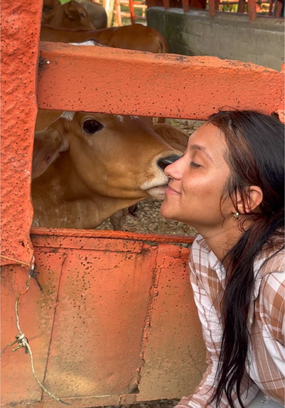 Bonita tarde🤠🍃🍃🐮 #llano #familia #finca #barinas #barinaszvzla🇻🇪🇻🇪🇻🇪 #fincas 