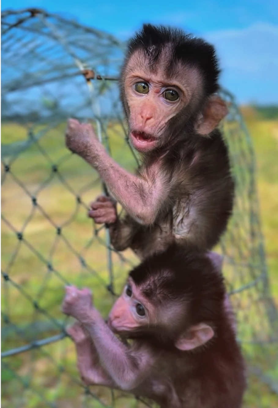 The poor baby monkey #monkey #monkeys #monkeysoftiktok #monkeydluffy #monkeybaby #animal #pet #paris #monkeytiktok #monkeyface #cutemonkey #wildlife #fyp #wildanimals #animals #nature 